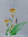 White Irises 2